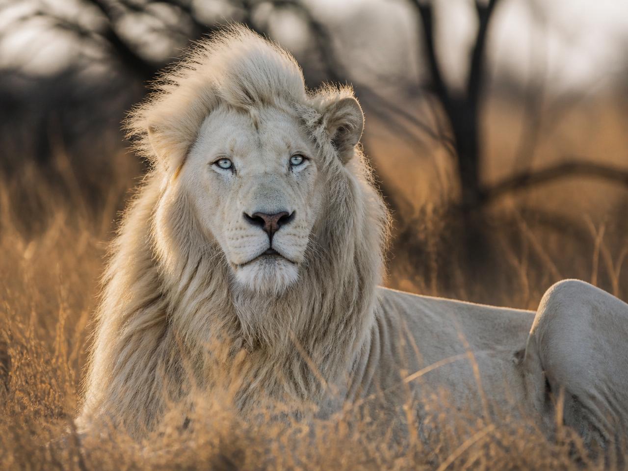 White Lion Experience